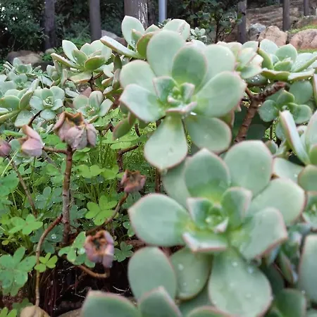 Del Nuraghe With Fantastic Sea View Casa vacanze *